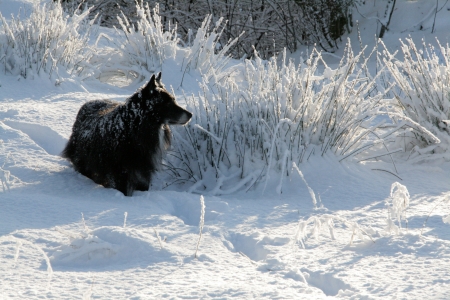 Friend - border collie, dog, family, friend