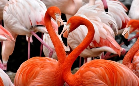 Flamingos - bird, animal, pink, flamingo