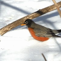 Wintertime Robin