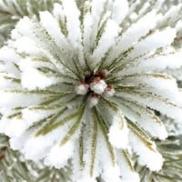 snow on the flower