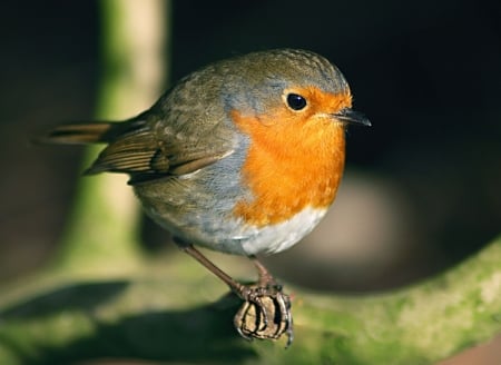 Robin - Robin, Bird Species, Thrush Family, Nature