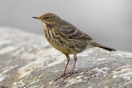 Rock Pipit - Rock Pipit, Bird Species, Nature, Pipits