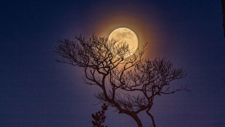 Supermoon - moon, germany, northern, night, tree