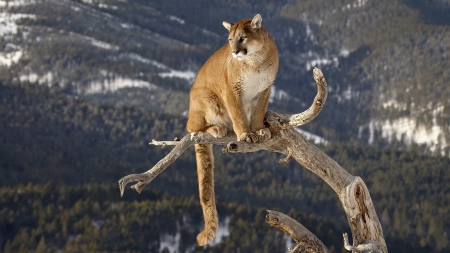 cougar - cougar, tree, feline, cat