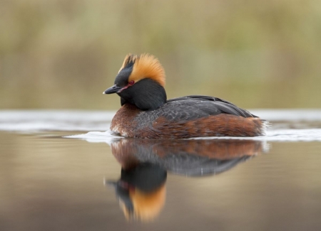 Slavonian Grebe