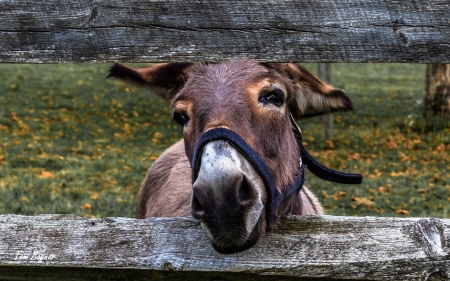 Donkey - aniaml, ranch, fence, donkey