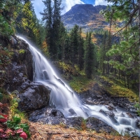 Forest Waterfall