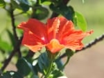 Hibiscus