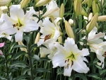 Lilies