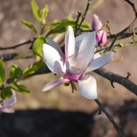 Magnolia