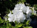 Rhododendrons