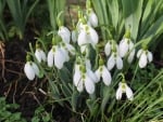 Snowdrops