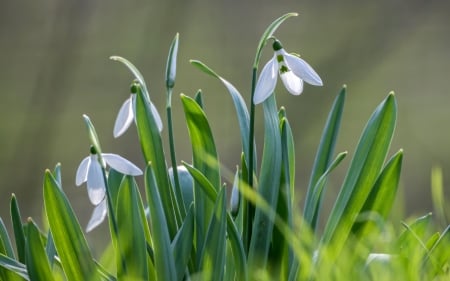 Snowdrops - snowdrops, flowers, spring, white