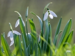 Snowdrops