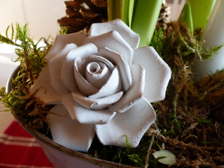 White Rose - moss, pot, table, rose