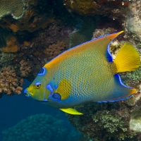 Bahamas Princess Parrotfish