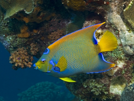 Bahamas Princess Parrotfish - princess, coral, parrotfish, bahamas