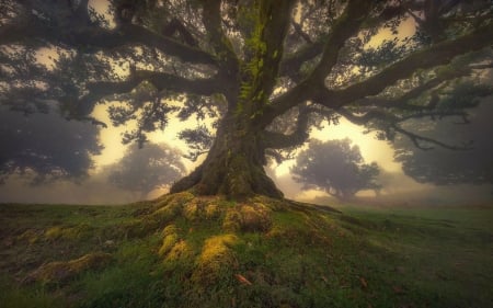 Ancient Unesco World Heritage Laurissilva Forest in Madeira Island, Portugal - trees, old, atlantic, landscape, island, ocean