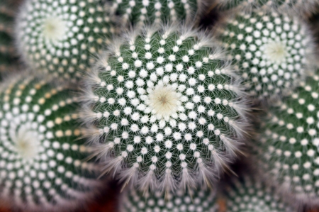 Cactus - skin, cactys, thorne, summer, green, cactus, texture, vara