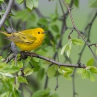 Golden forest songster