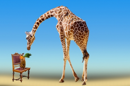 giraffe - neck, animal, giraffe, chair