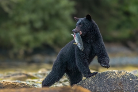 Bear - animal, Bear, nature, fish