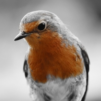 Robin