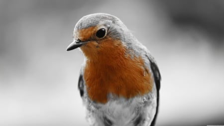 Robin - bird, robin, birds, wild animals, nature, cute, animals, wildlife, wallpaper