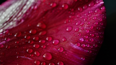 Water Drops on Leaf