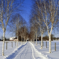 Birch Avenue in Winter