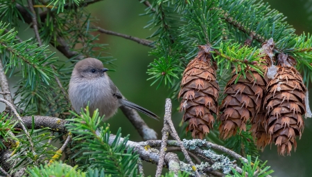 American long-tailed tit - bird, branch, green, cone, cute, adorable, tail, sweet