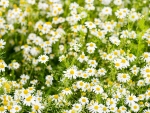 Chamomile flowers