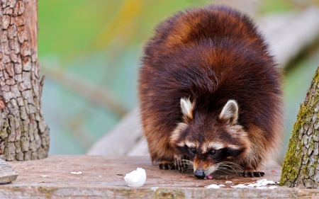 Raccoon - rodent, raccoon, animal, nature