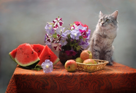 Cat - cat, pussy, kitty, paw