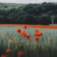 Poppy Field