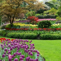 Flowers in Butchart Gardens