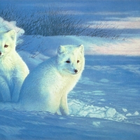 Polar Foxes