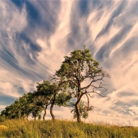 Trees row