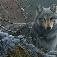 Another grey Wolf
