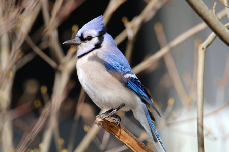 Blue Jay Beauty - trees, birds, nature, blue, outdoor