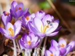 Crocuses and Fly