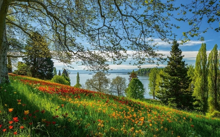 Spring Alley, Lake Bodensee, Germany