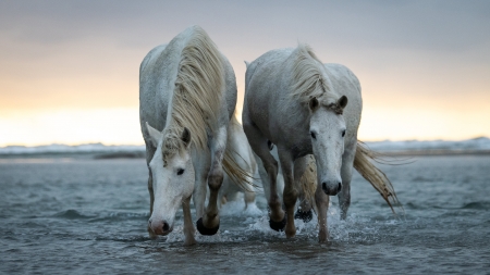 Horses - animal, water, horse, horses