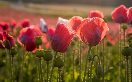 Poppies - poppies, nature, field, flower, plant