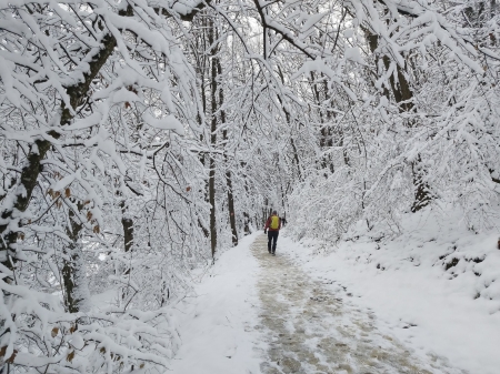 winter in the park - people, snow, trees, white