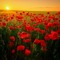 Poppy Field