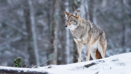 Wolf - snow, animal, nature, Wolf