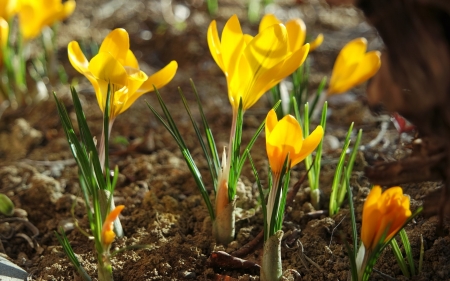 Crocuses - flowers, spring, yellow, crocuses