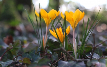 Crocuses - yellow, flowers, crocuses, spring, macro