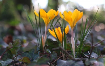 Crocuses - flowers, yellow, crocuses, macro, spring